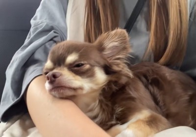 お膝で甘えながらウトウト…♪