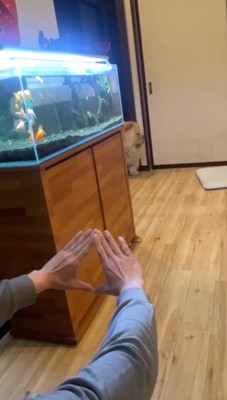 部屋の入り口で立ち止まる犬