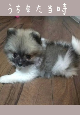 子犬のころの銀次郎ちゃん