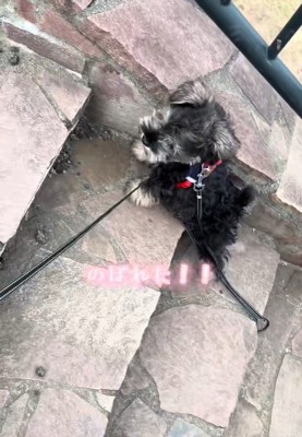 少しだけ自力で上れました♪