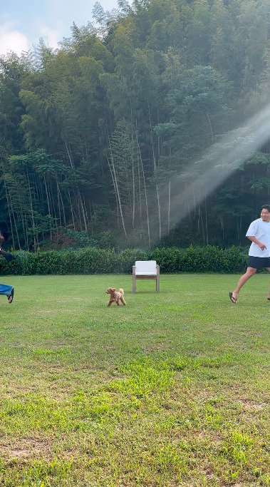 女性に向かって走り出す犬