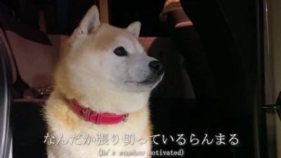 目を輝かせ始めた