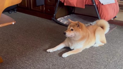 わらびちゃんが心配します