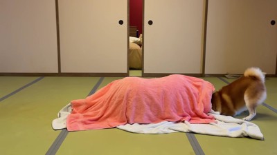 必死にホリホリ