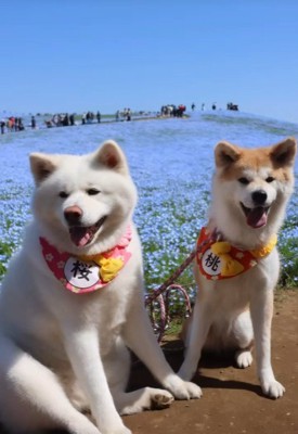 公園におでかけ