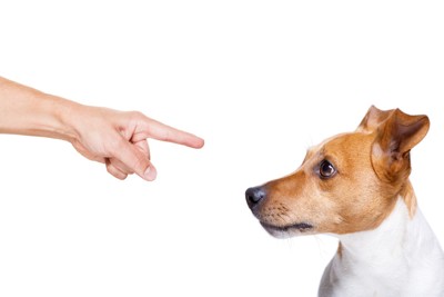 耳を倒す犬、指をさす、白い背景