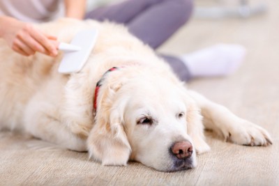 飼い主にブラッシングされている犬