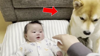 厳しい眼差し…