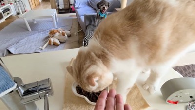 ご飯をもらえて大満足♪