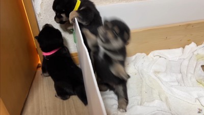 大脱走を試みる赤ちゃん犬たち7