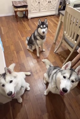 床に座っている3匹のハスキー犬