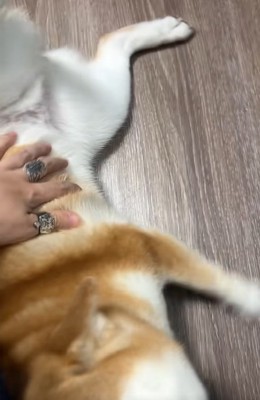 ひっくり返るコムギックスさん