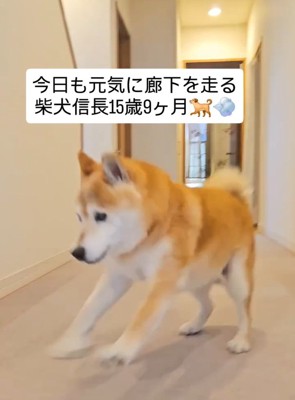 駆け寄ってきた信長くん