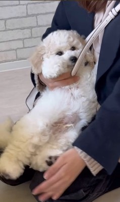 ぽむくんの成長2