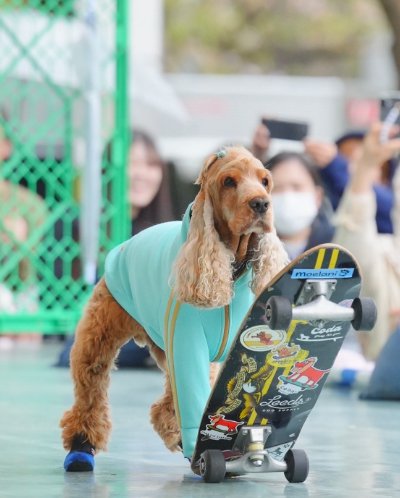 スケボーをする犬