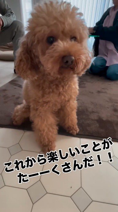 カメラを見つめる兄犬