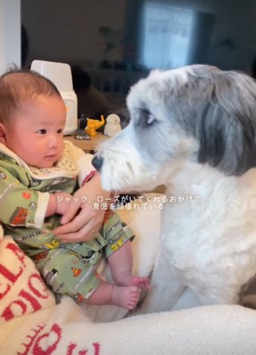 隣で赤ちゃんを見つめる犬