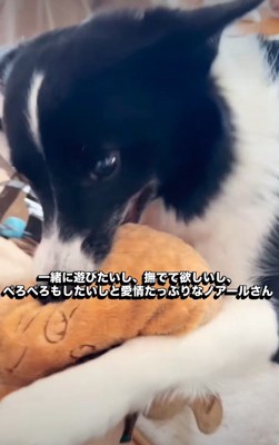 おもちゃでアピール♪