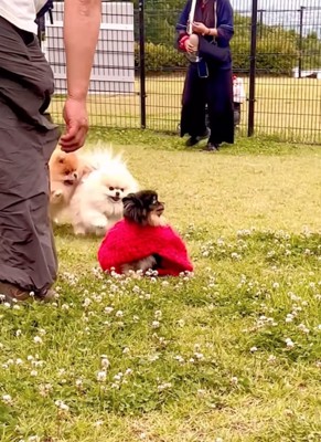 走るポメラニアンたち