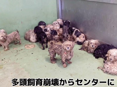 赤ちゃん犬を家族に迎えるまで2