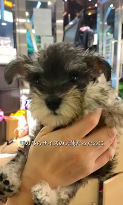 もなかちゃんの成長2