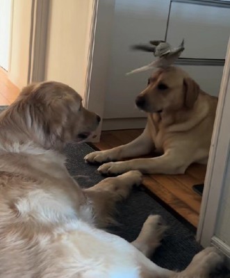 オカメインコの部長ちゃん!!