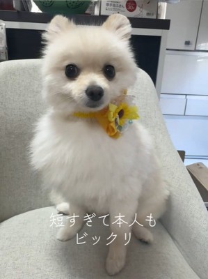 モロちゃんのビフォーアフター7