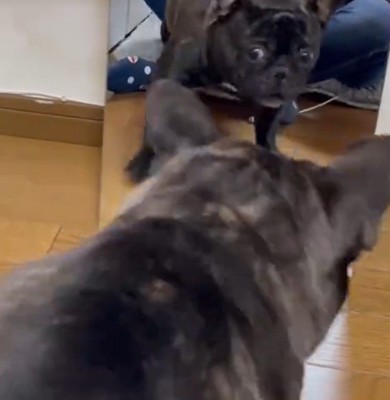 鏡で自分の姿を見た秀吉くん3