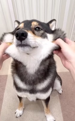 ほっぺが伸びる柴犬