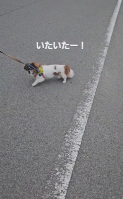 いたいたー！！