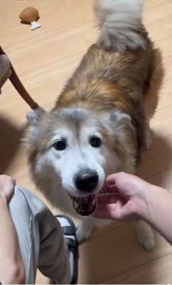 顔を見るごん太郎くん