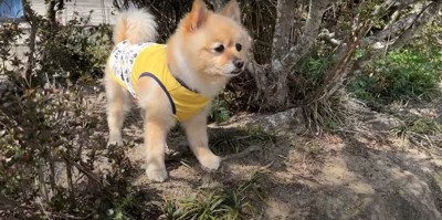 木のそばで遠くを見つめる犬の正面顔