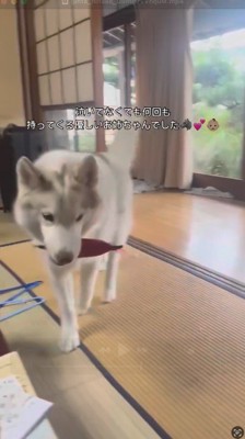 おもちゃを咥えて歩いてくるメスの犬