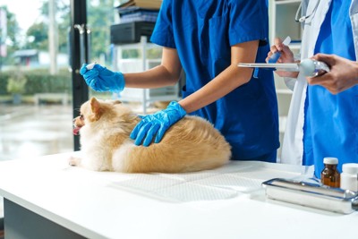 診察を受ける犬