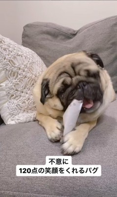 トイレットペーパーの芯を齧る春太くん3