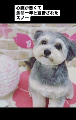 捨てられた犬をお迎え