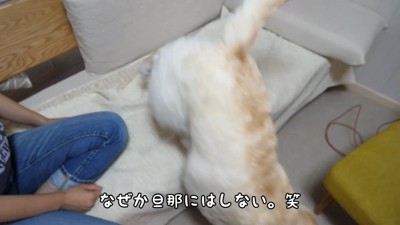 きなこちゃんにハイタッチを求めたら7