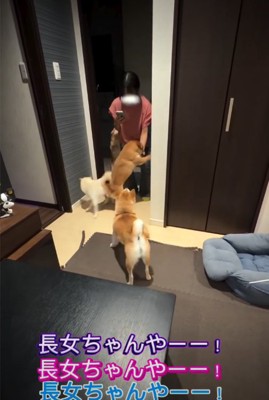 女の子に飛びつく犬1