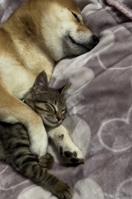 顎の下にすっぽり収まる猫