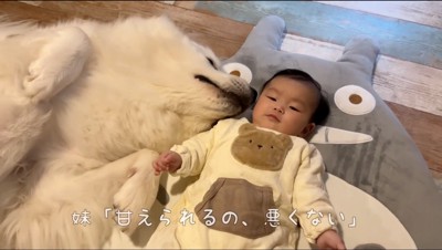 仰向けで寝ている赤ちゃんに顔を近づける超大型犬