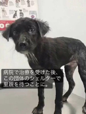 里親探しは難航した