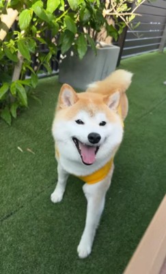 舌を出して近づく柴犬