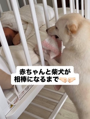 ベビーベッドをのぞき込む犬と赤ちゃん