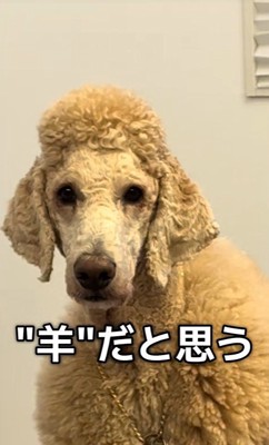 ヤギというより羊！