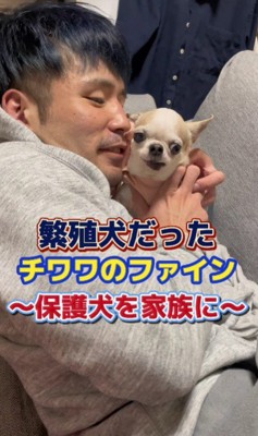 繁殖引退犬のファインくん
