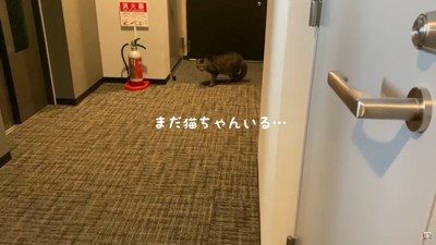 猫はまだいる…