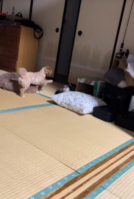 ビビちゃんを遊びに誘うイヴちゃん3