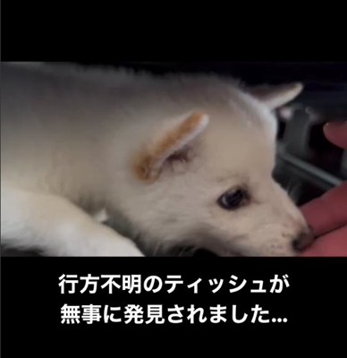 白い子犬の横に人間の手