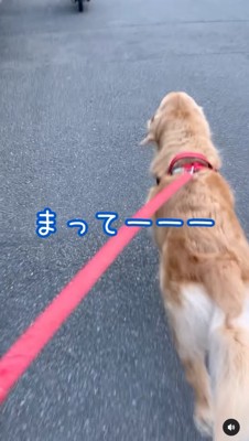 ダッシュで追いかける犬