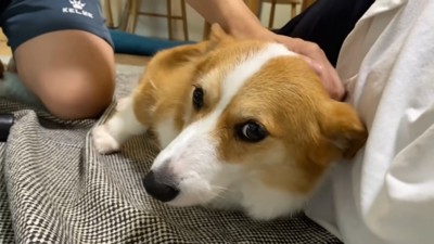 頭をなでられる犬